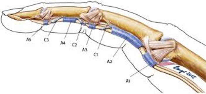 Ringbänder Fingergesundheit Klettern